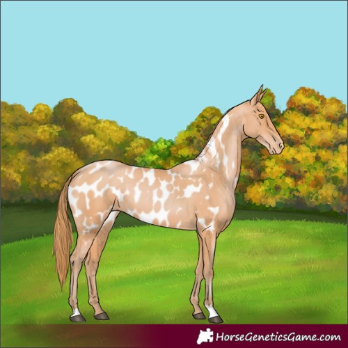 Horse Color:Unknown 