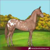 Horse Color:Black Pearl Appaloosa 