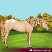 Horse Color:Chestnut Pearl Appaloosa 