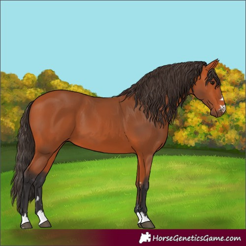 Horse Color:Bay 