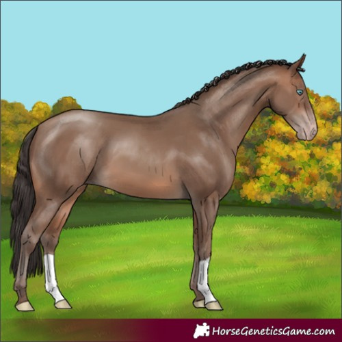 Horse Color:Sable Champagne 