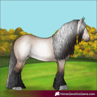 Horse Color:Gray Bay Dun 