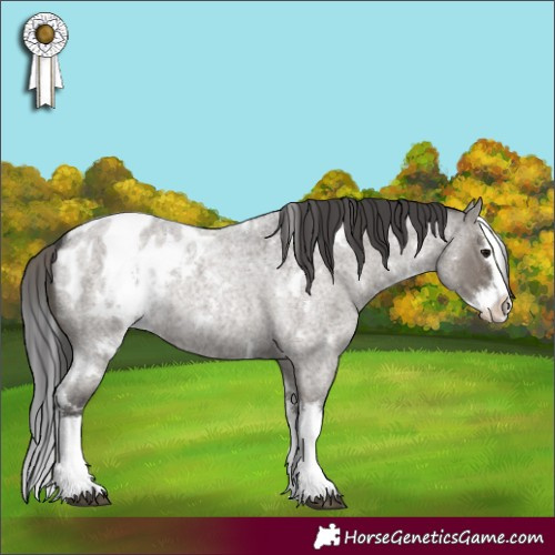 Horse Color:White Spotted Grullo Roan Splash Appaloosa 