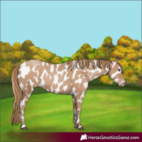 Horse Color:Black Pearl Appaloosa 