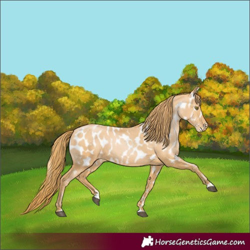 Horse Color:Chestnut Pearl Near Leopard
