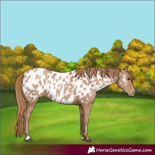 Horse Color:Black Pearl Appaloosa 