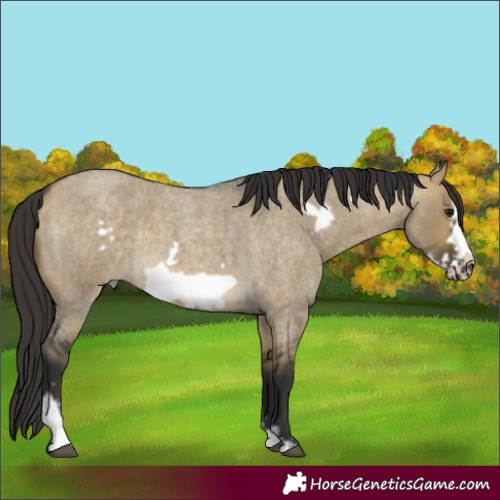 Horse Color:Buckskin Roan Dun Sabino Frame