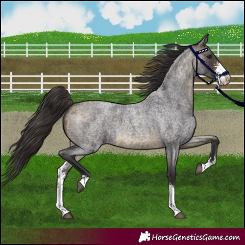 Horse Color:Buckskin Roan Sabino 