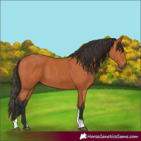 Horse Color:Bay Tobiano 