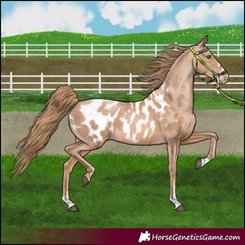 Horse Color:Chestnut Pearl Appaloosa 
