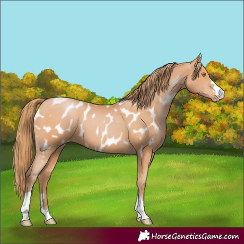 Horse Color:Unknown 