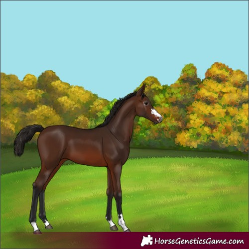 Horse Color:Unknown 