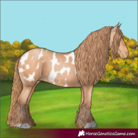 Horse Color:Bay Pearl Appaloosa 