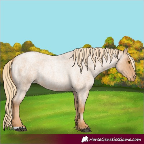 Horse Color:Red Roan Pearl Appaloosa