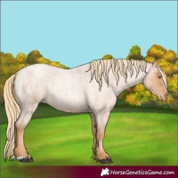 Horse Color:Red Roan Pearl Appaloosa