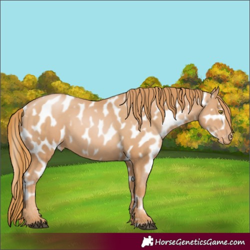 Horse Color:Chestnut Pearl Appaloosa