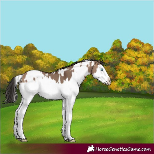 Horse Color:White Spotted Brown Dun Splash 