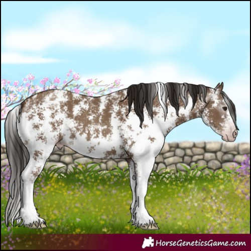 Horse Color:Gray Classic Champagne Sabino Appaloosa 