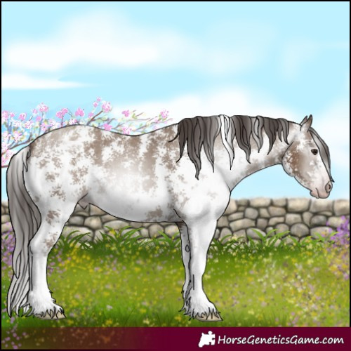 Horse Color:Gray Classic Champagne Sabino Appaloosa