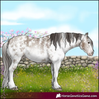 Horse Color:Gray Classic Champagne Sabino Appaloosa