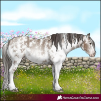 Horse Color:Gray Classic Champagne Sabino Appaloosa 