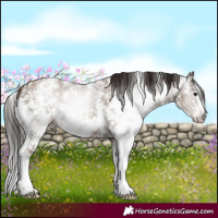 Horse Color:Gray Classic Champagne Sabino Varnish