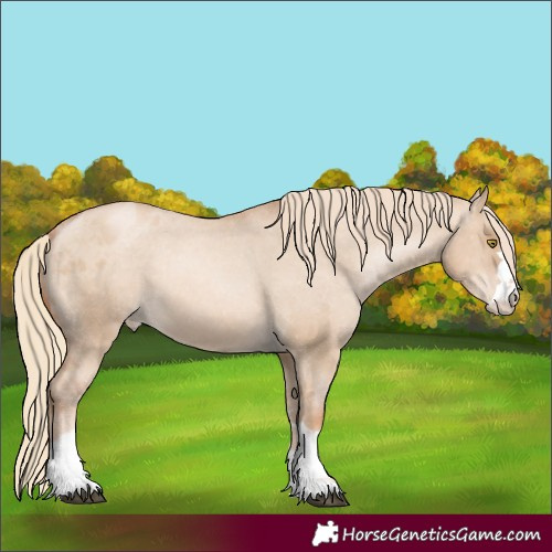 Horse Color:Red Dun Pearl Appaloosa 