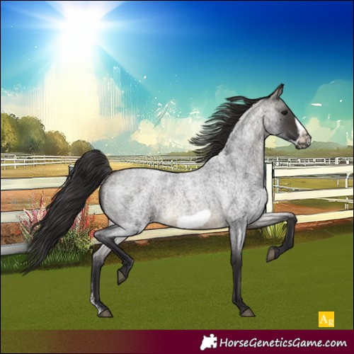 Horse Color:Buckskin Roan Sabino Frame