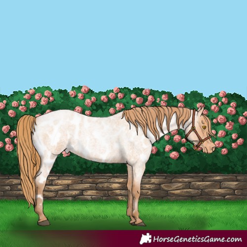 Horse Color:Bay Roan Pearl Appaloosa
