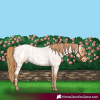 Horse Color:Bay Roan Pearl Appaloosa 