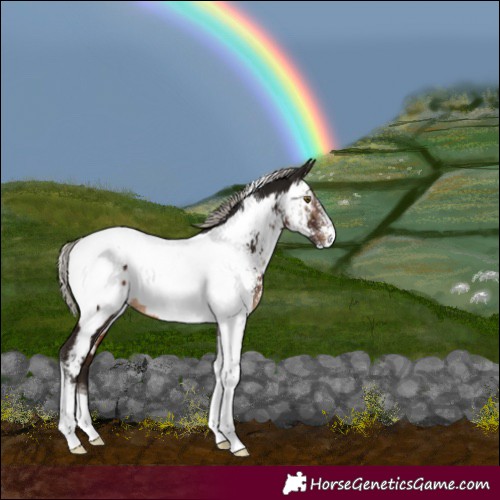 Horse Color:Gray Silver Brown Sabino Tobiano Near Fewspot Rabicano 