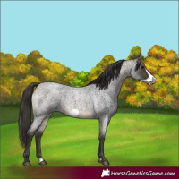 Horse Color:Buckskin Roan Sabino Frame 