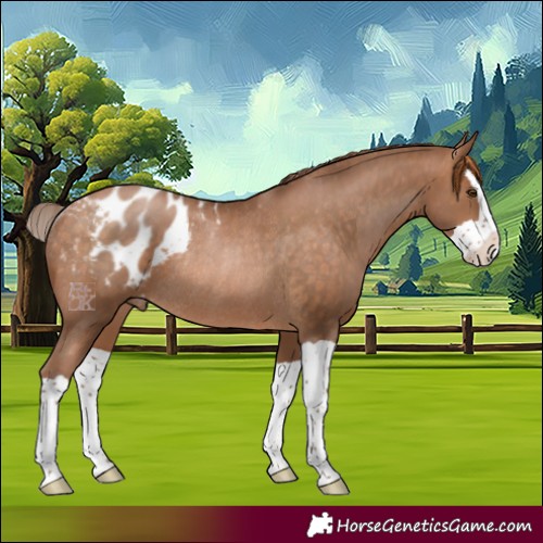 Horse Color:Brown Pearl Splash Appaloosa Rabicano 