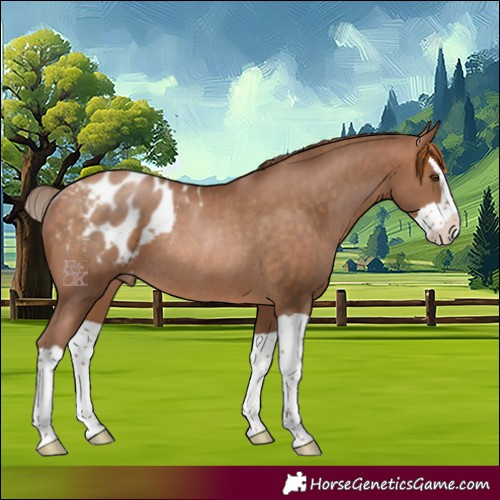 Horse Color:Brown Pearl Splash Blanket Rabicano 