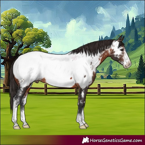 Horse Color:Brown Sabino Appaloosa Rabicano 