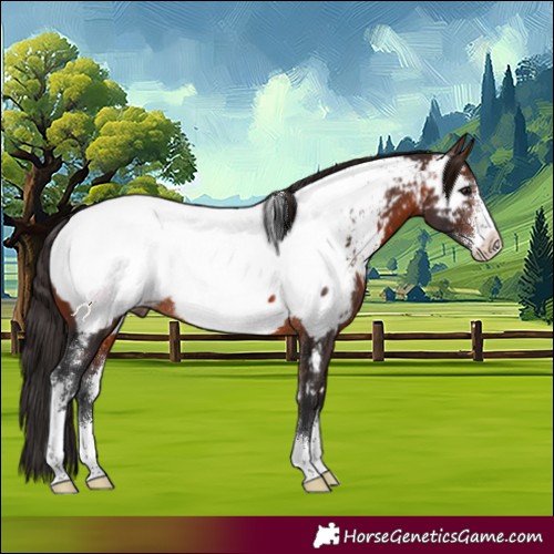 Horse Color:Brown Sabino Near Fewspot Rabicano 