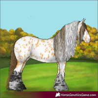 Horse Color:Buckskin Appaloosa