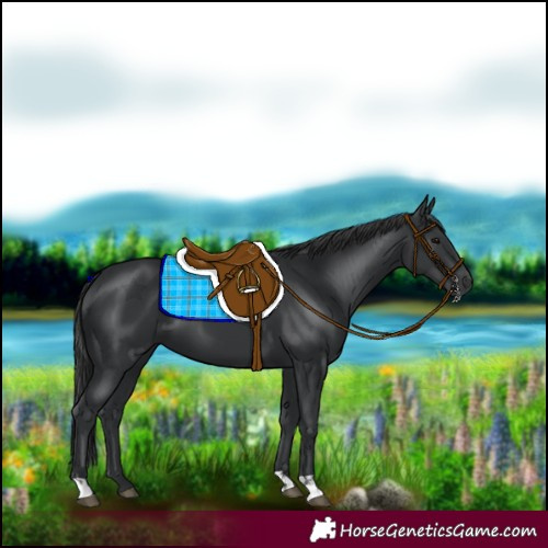 Horse Color:Black and Black