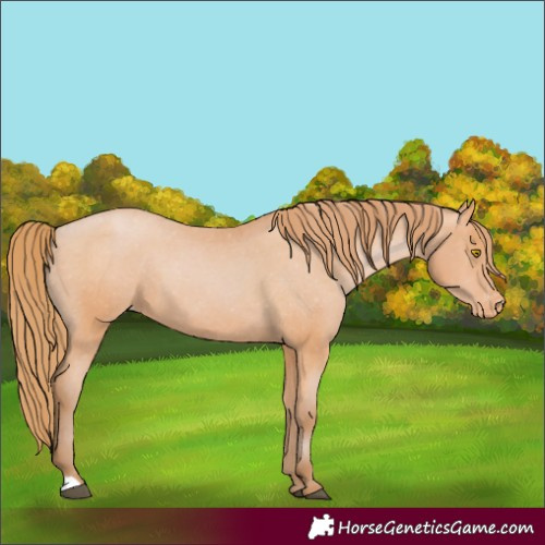 Horse Color:Bay Pearl Appaloosa 