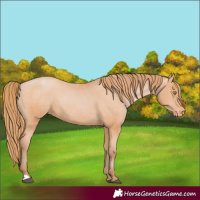 Horse Color:Bay Pearl Appaloosa