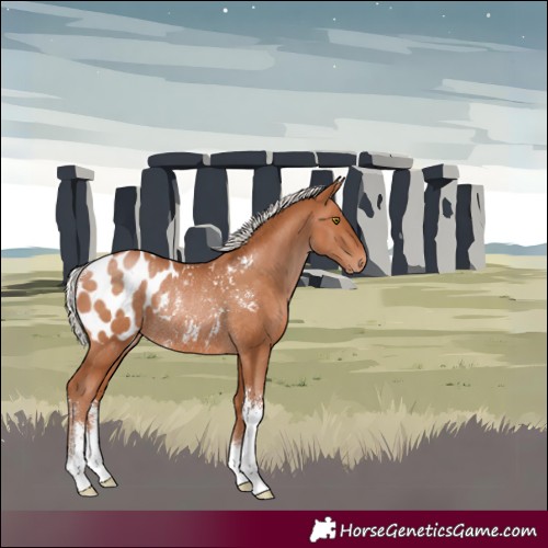 Horse Color:Silver Brown Pearl Sabino Appaloosa Rabicano