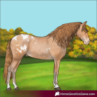 Horse Color:Bay Pearl Appaloosa 