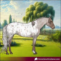 Horse Color:Silver Blue Roan Appaloosa Rabicano