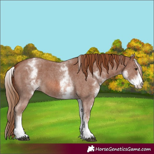 Horse Color:White Spotted Chestnut Sabino 