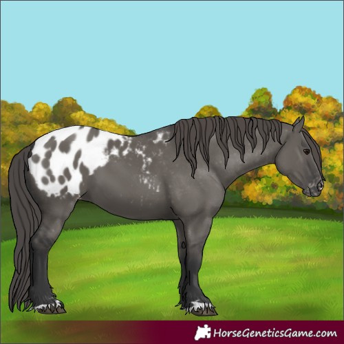 Horse Color:Grullo Blanket 
