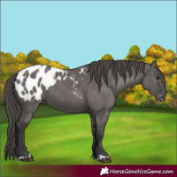 Horse Color:Grullo Appaloosa 