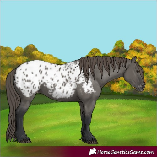 Horse Color:Grullo Blanket