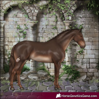 Horse Color:Liver Chestnut 