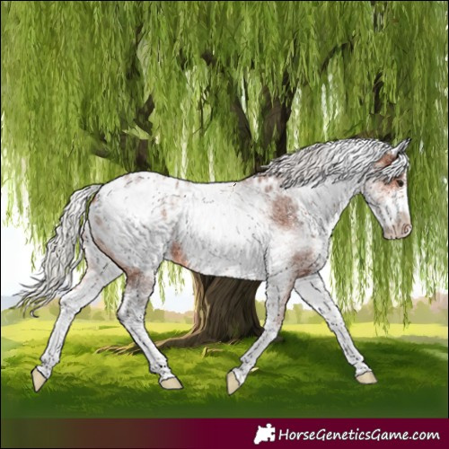 Horse Color:White Spotted Silver Bay Sabino Appaloosa 