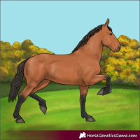 Horse Color:Bay 